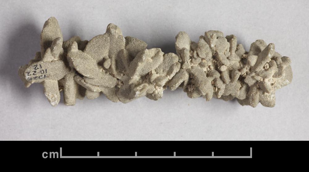 图片[2]-artefact(?); animal remains(?) BM-1928-1022.12-China Archive