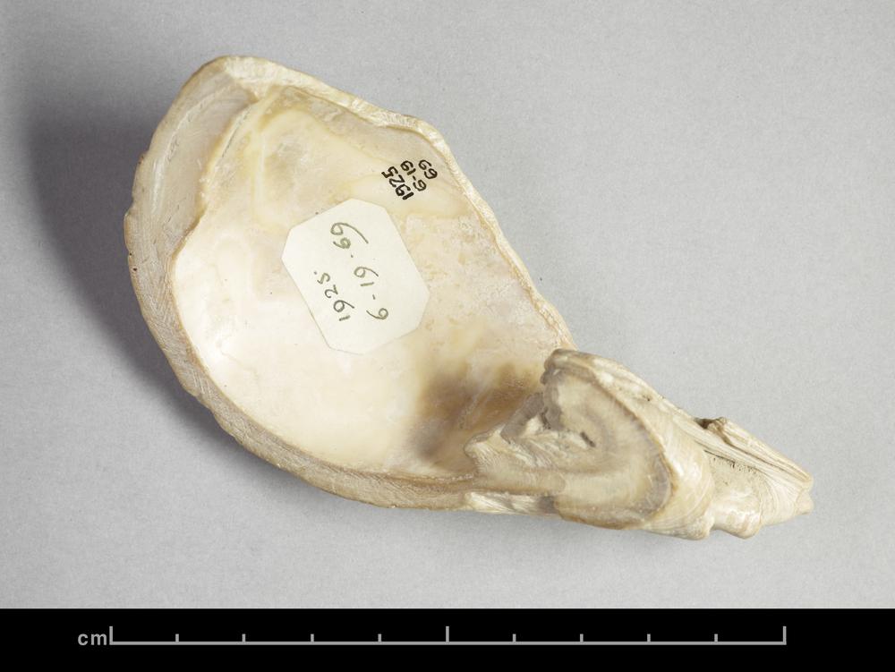 图片[1]-tool/implement(?); scraper(?) BM-1925-0619.69-China Archive