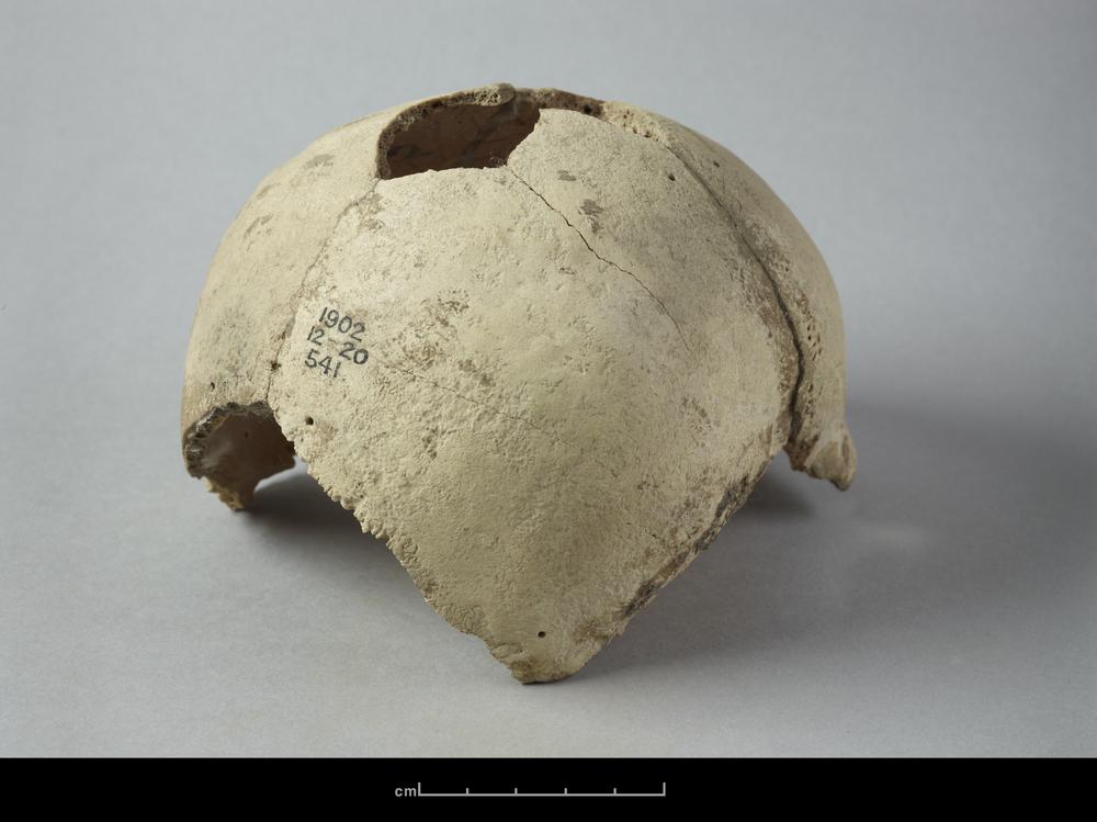 图片[3]-human skeletal remains BM-1902-1220.541-China Archive