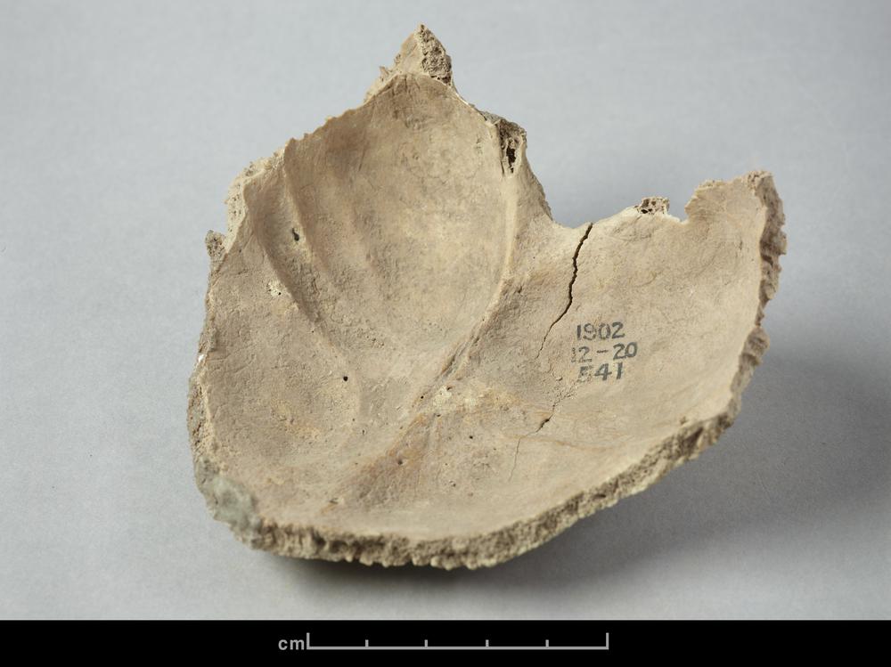 图片[6]-human skeletal remains BM-1902-1220.541-China Archive