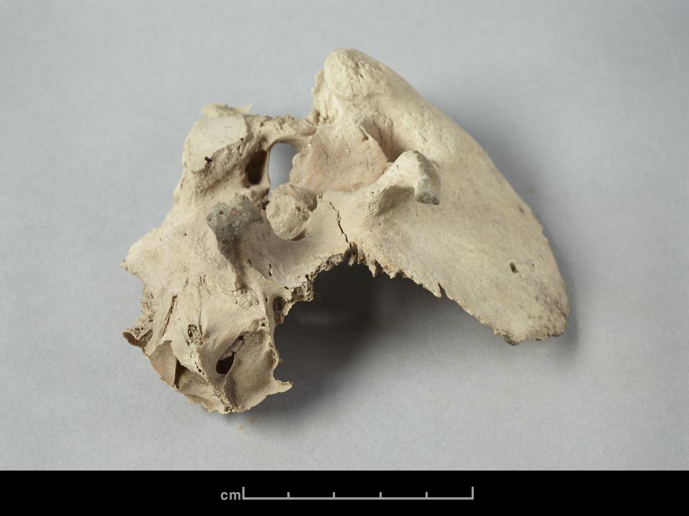 图片[7]-human skeletal remains BM-1902-1220.541-China Archive