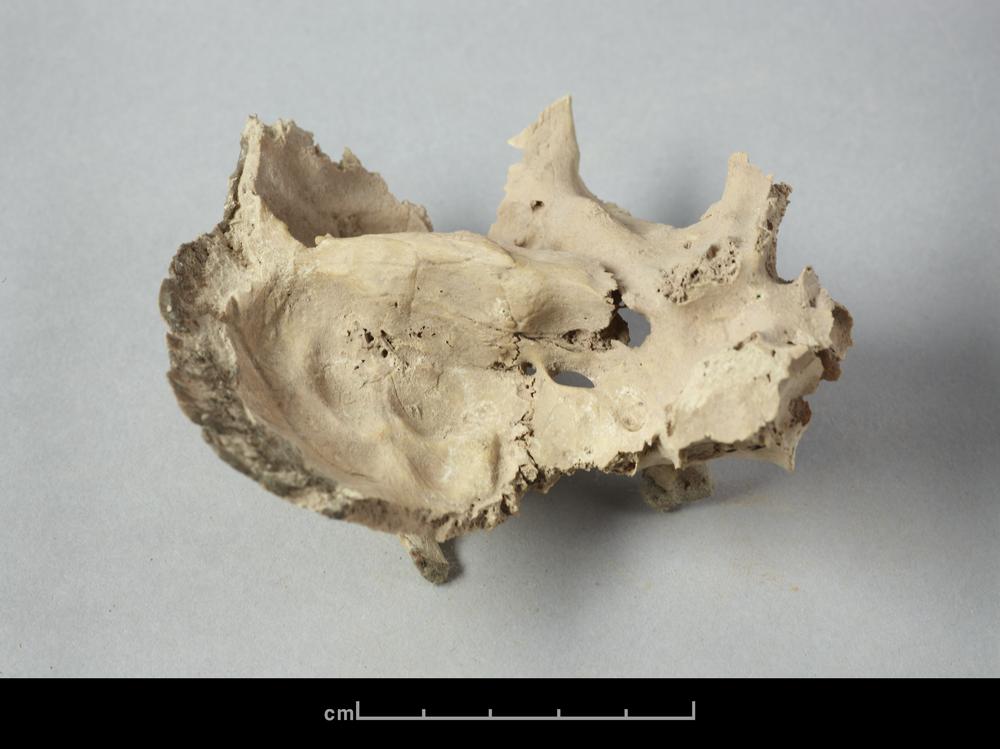 图片[8]-human skeletal remains BM-1902-1220.541-China Archive