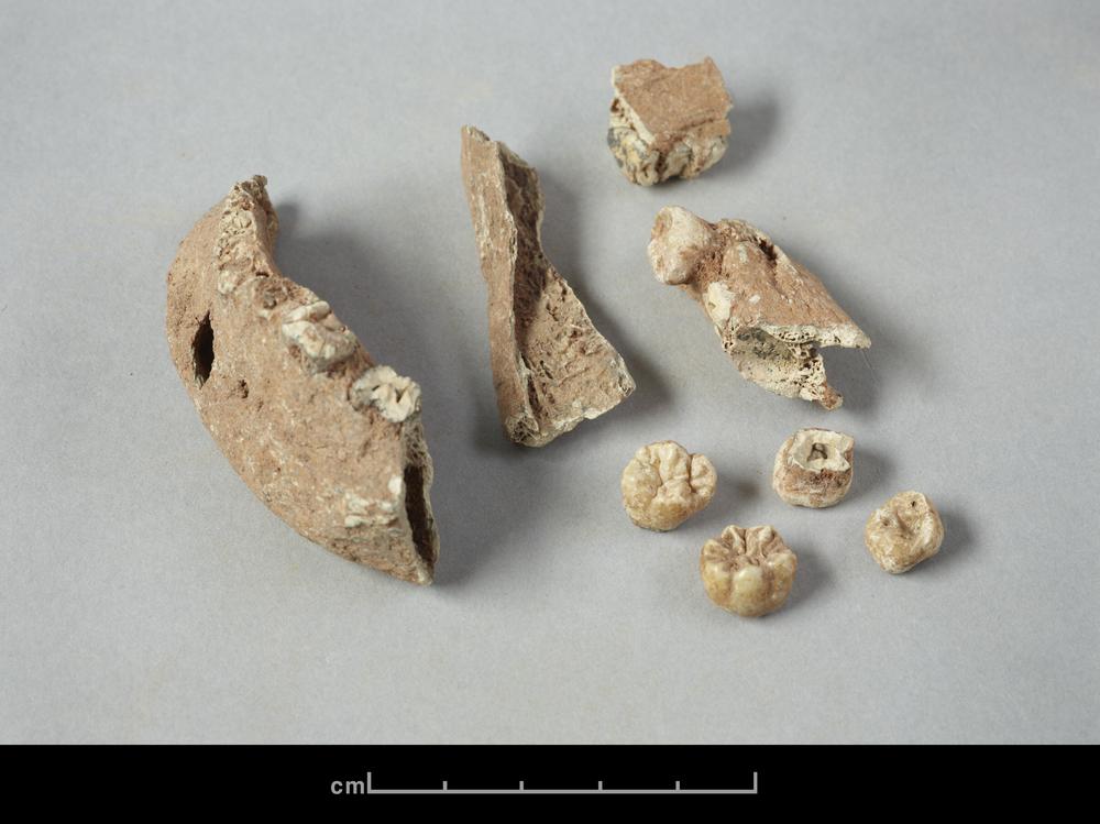 图片[9]-human skeletal remains BM-1902-1220.541-China Archive