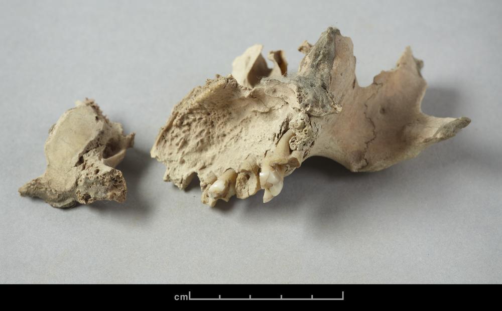 图片[10]-human skeletal remains BM-1902-1220.541-China Archive