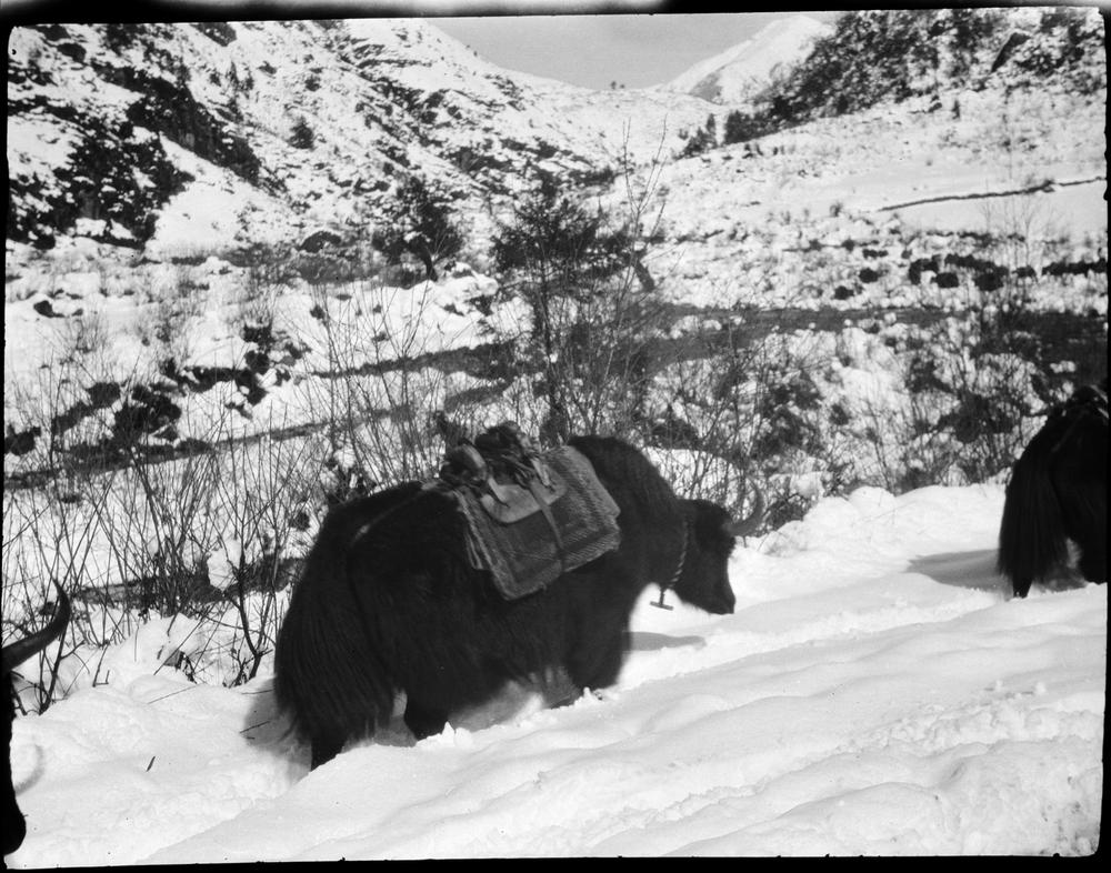 图片[1]-negative (polymer film)(black and white) BM-2015-OA+.378-China Archive