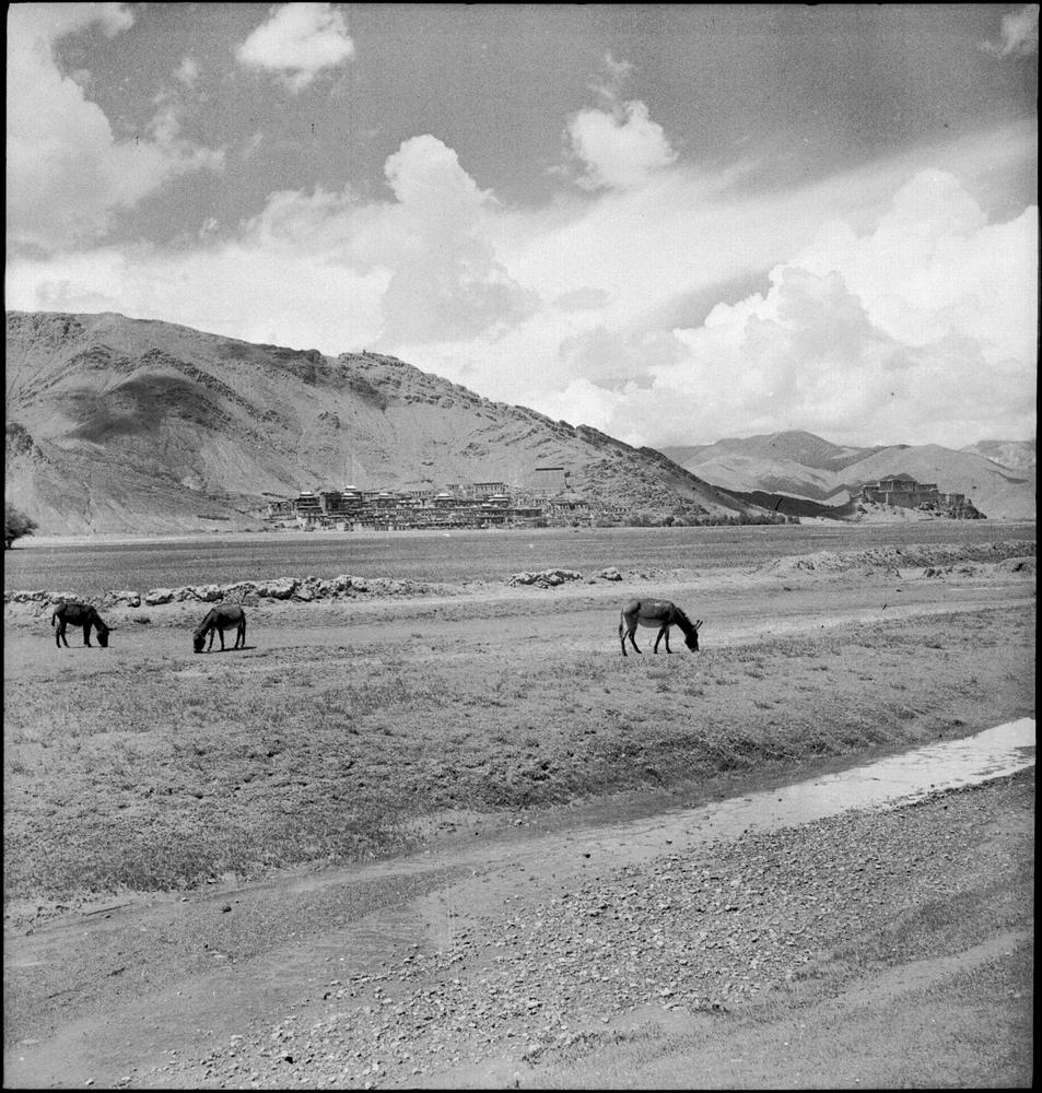 图片[1]-negative (polymer film)(black and white) BM-2015-OA+.631-China Archive