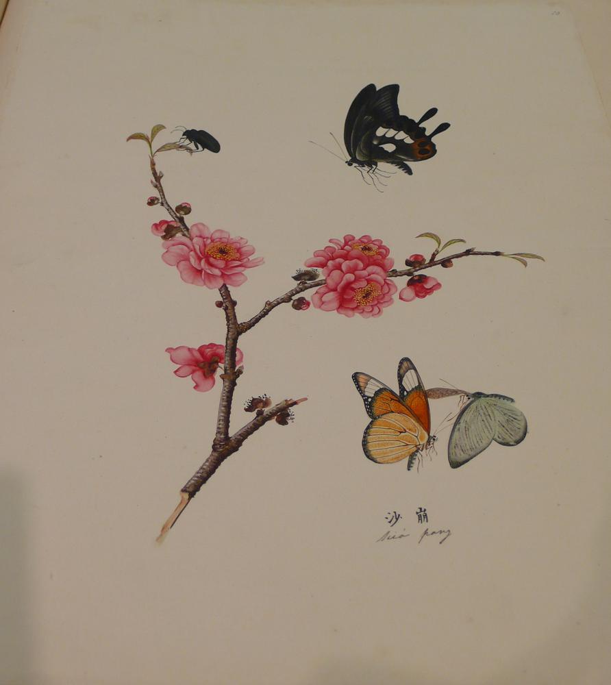 图片[10]-album; painting BM-1962-1231-0.11.1-14-China Archive