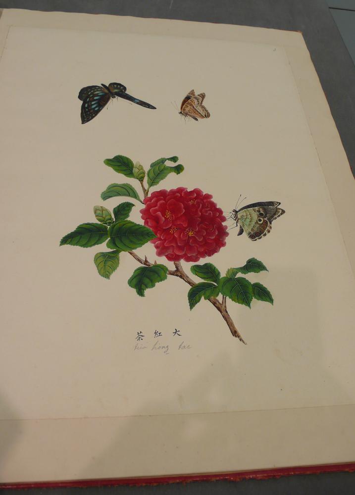 图片[3]-album; painting BM-1962-1231-0.11.1-14-China Archive