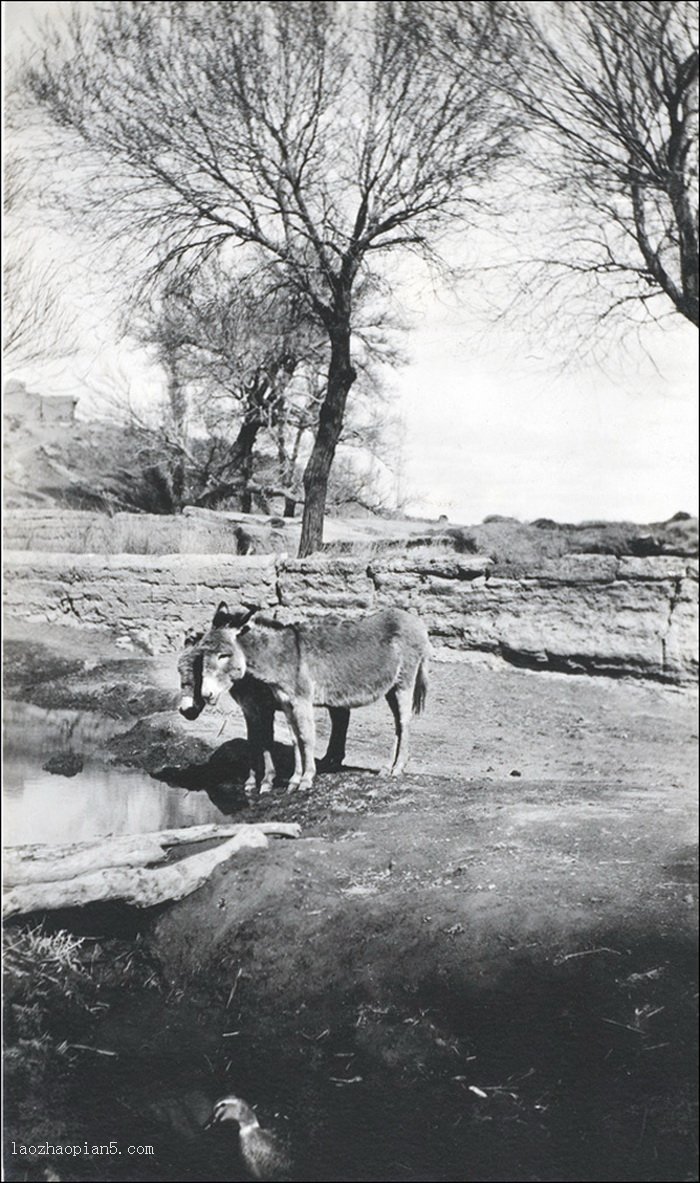 图片[12]-Photo by Morrison, an old photo of Anxi County (Guazhou), Gansu in 1910-China Archive