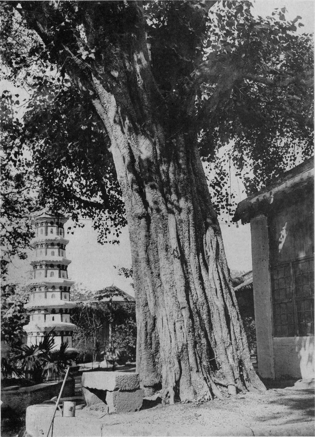 图片[17]-A view of Guangxiao Temple a hundred years ago in the old photo of Guangzhou in 1910-China Archive
