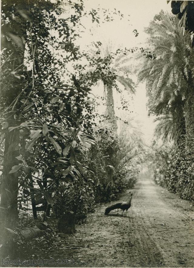 图片[4]-Zhang Bolin’s Chinese Photography Collection in 1909 (1) From Hawaii to Japan-China Archive