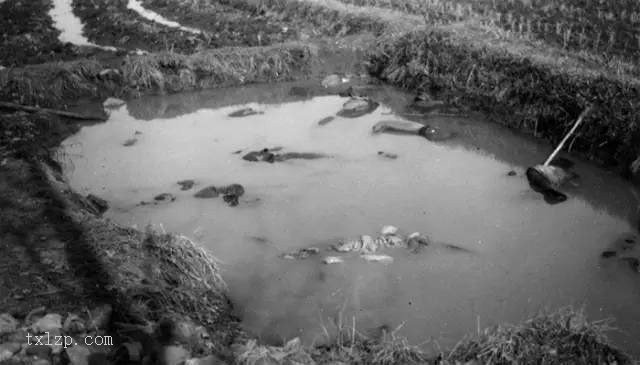 图片[18]-An old documentary photo of the 1937 invasion of China: China under the iron hoofs of the Japanese army-China Archive