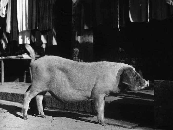 图片[9]-Longquanyi, a comfortable town in Xichuan during the Anti Japanese War in 1941-China Archive