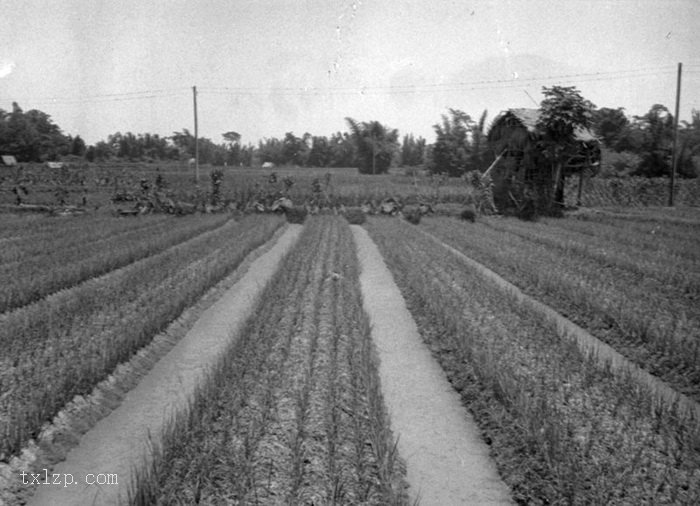 图片[26]-The old picture of Henan Island in Guangzhou in 1930’s Shakford Chinese Photos-China Archive