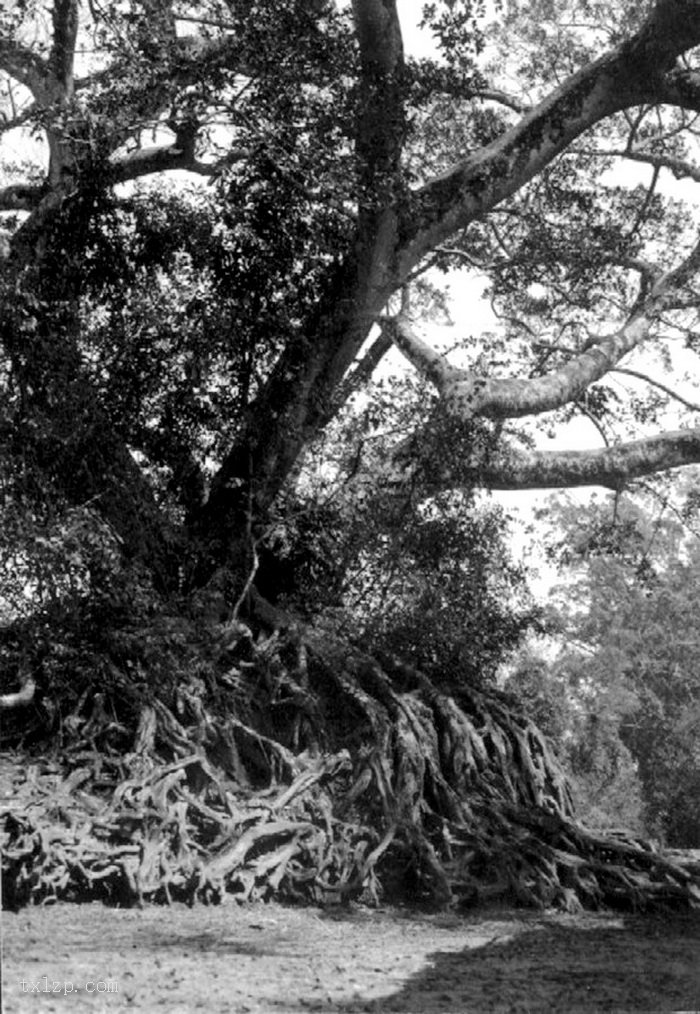 图片[30]-The old picture of Henan Island in Guangzhou in 1930’s Shakford Chinese Photos-China Archive