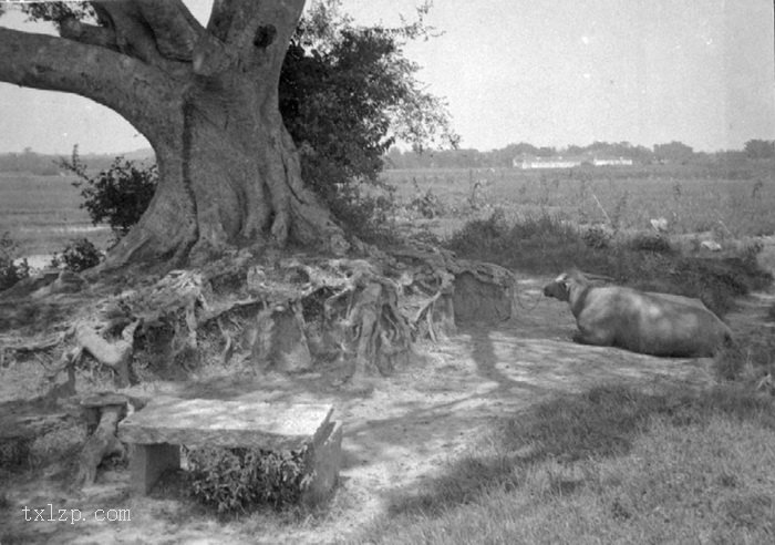 图片[32]-The old picture of Henan Island in Guangzhou in 1930’s Shakford Chinese Photos-China Archive