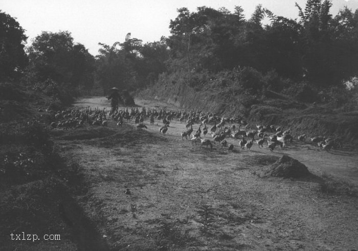 图片[39]-The old picture of Henan Island in Guangzhou in 1930’s Shakford Chinese Photos-China Archive