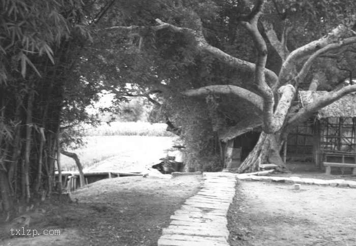 图片[40]-The old picture of Henan Island in Guangzhou in 1930’s Shakford Chinese Photos-China Archive