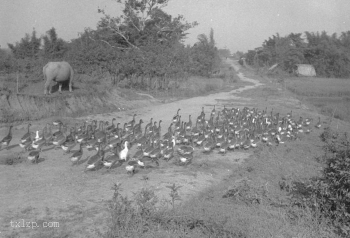 图片[47]-The old picture of Henan Island in Guangzhou in 1930’s Shakford Chinese Photos-China Archive
