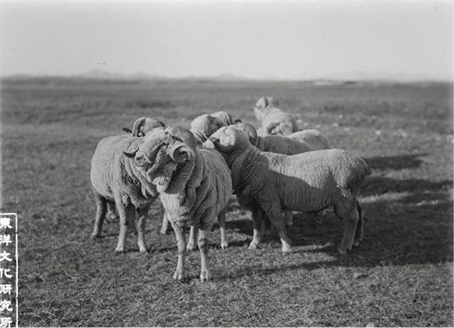 图片[2]-Old photos of Balin Right Banner in Inner Mongolia in 1920s, the style and features of grassland people 100 years ago-China Archive