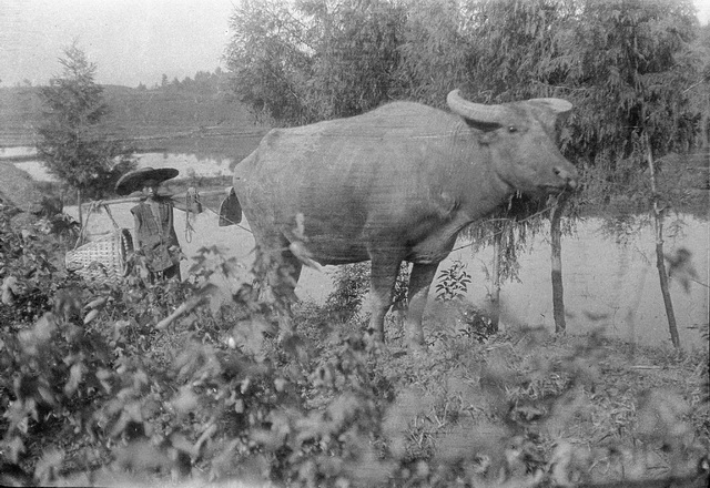 图片[15]-The old photos of Suining, Sichuan in 1917. Suining City and its cultural features a hundred years ago-China Archive