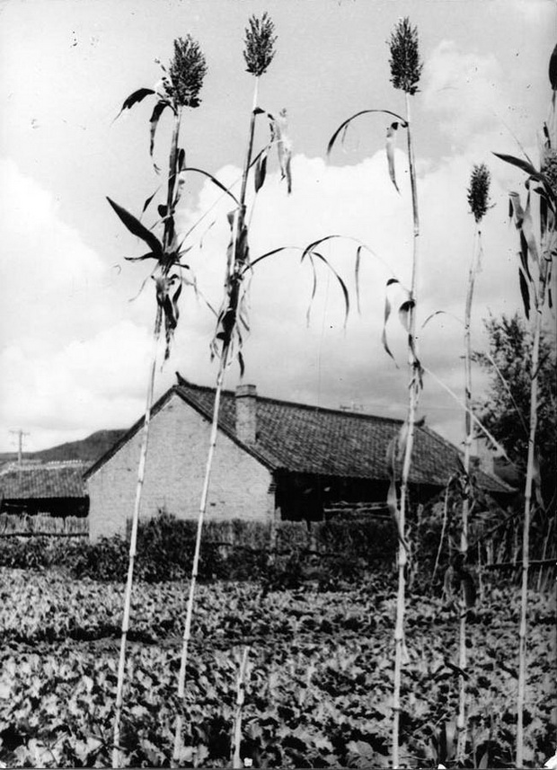 图片[14]-Old Photos of Fushun, Liaoning in 1938: A Look at the Life Style of Northeast People in the Period of Manchukuo-China Archive