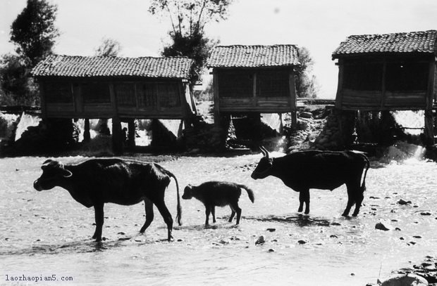 图片[1]-Old photos of Lintao, Gansu in the 1930s Rural scenery and Yongning floating bridge-China Archive