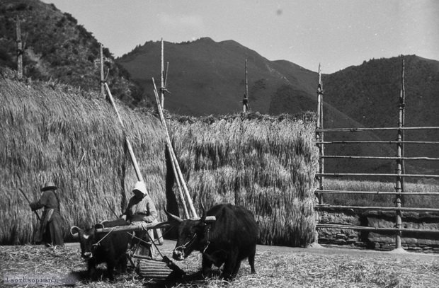 图片[8]-The old photos of Lintan, Gansu in the 1940s-China Archive