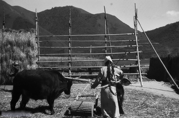 图片[11]-The old photos of Lintan, Gansu in the 1940s-China Archive