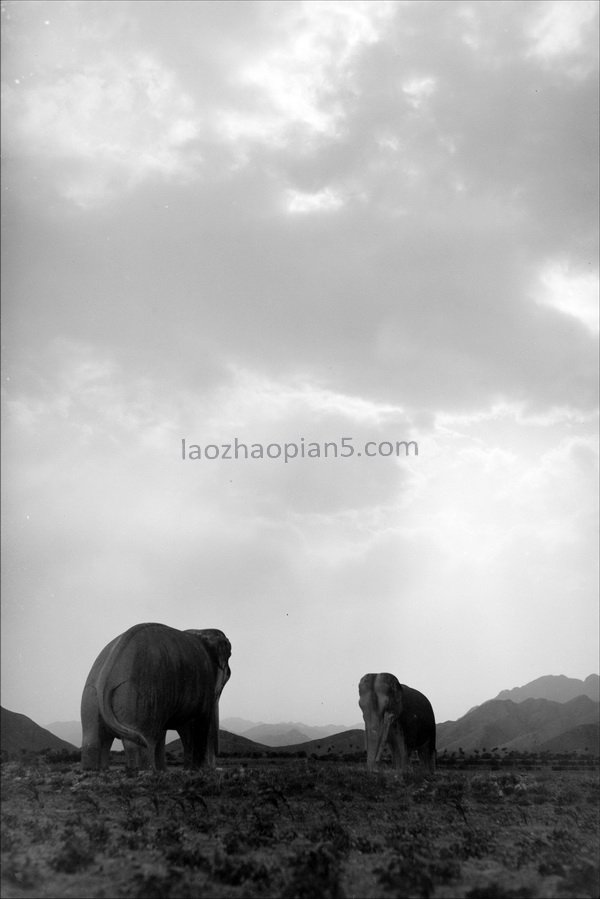 图片[10]-Old photos of the Ming Tombs in Beijing in the 1930s Images of the Ming Tombs in the Republic of China (Part 2)-China Archive