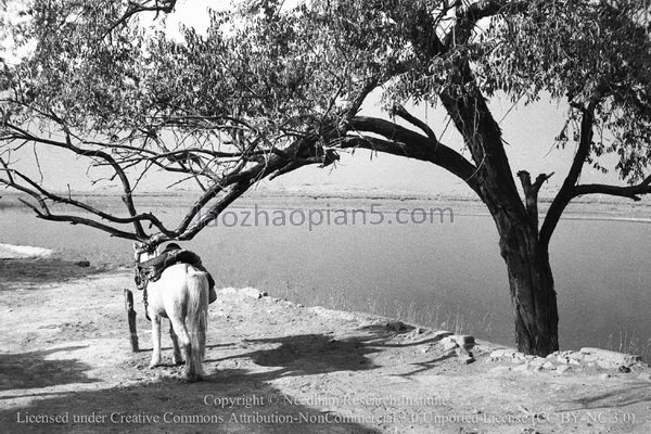 图片[3]-Needham’s Dunhuang Expedition (7): Crescent Spring and Shaming Mountain in Dunhuang in 1943-China Archive