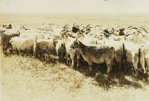 图片[9]-The old photos of Ulanhot, Inner Mongolia in 1943, the style and features of Xing’an League 80 years ago-China Archive