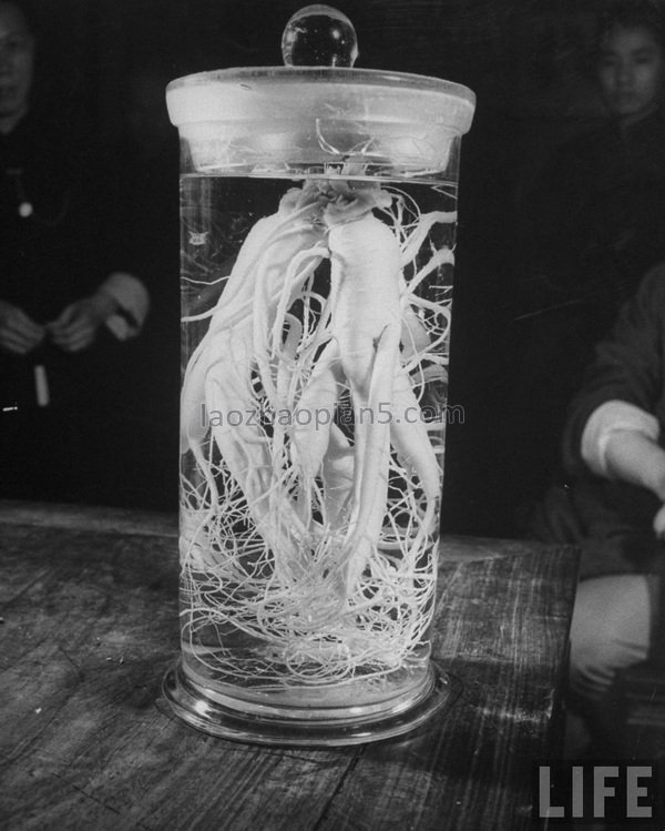 图片[7]-1946 Old photos of Shanghai, dealers in traditional Chinese medicine shops in the Republic of China-China Archive