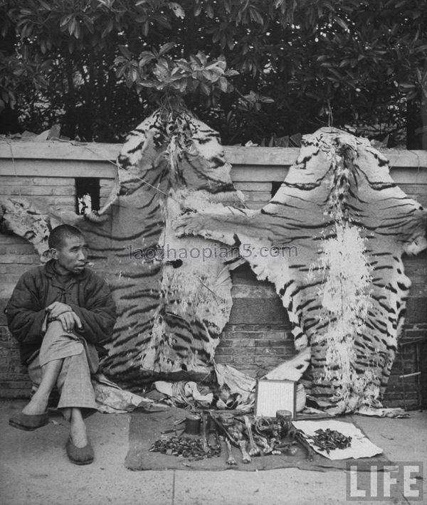 图片[3]-1946 Old photos of Shanghai, dealers in traditional Chinese medicine shops in the Republic of China-China Archive