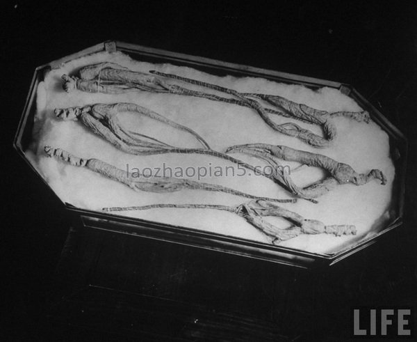 图片[11]-1946 Old photos of Shanghai, dealers in traditional Chinese medicine shops in the Republic of China-China Archive