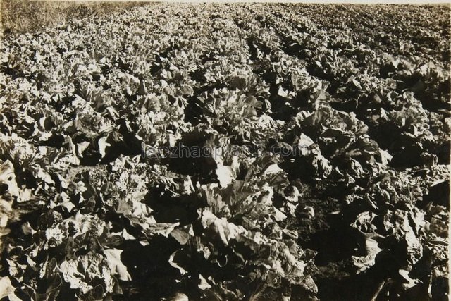 图片[8]-Old photos of Harbin in 1941 Street view and Tianli Village 80 years ago-China Archive