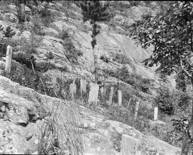 图片[2]-In 1917, Gan Bo took the old photo of carrying cattle on Qinhuangdao (1)-China Archive