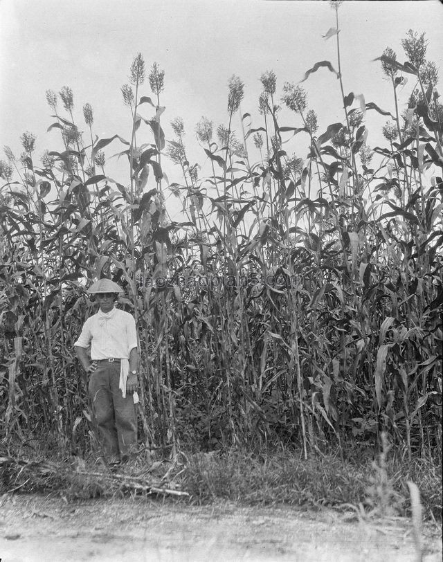 图片[4]-In 1917, Gan Bo took the old photo of carrying cattle on Qinhuangdao (1)-China Archive