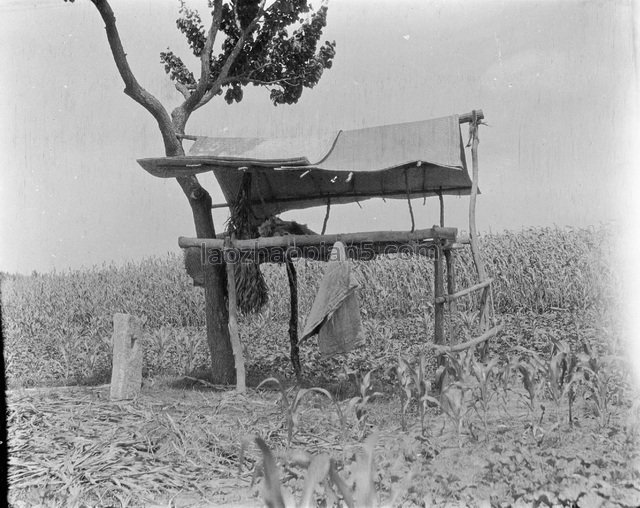 图片[11]-In 1917, Gan Bo took the old photo of carrying cattle on Qinhuangdao (1)-China Archive