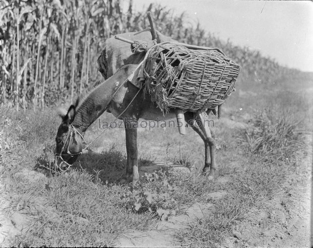 图片[12]-In 1917, Gan Bo took the old photo of carrying cattle on Qinhuangdao (1)-China Archive