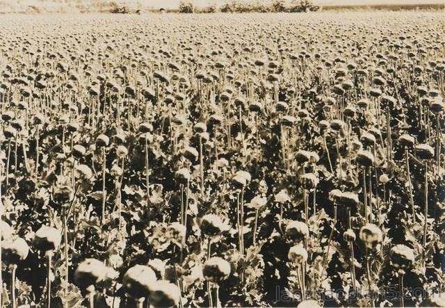 图片[9]-The old photo of Chifeng in Inner Mongolia in 1932, the style and features of Linxi County 90 years ago-China Archive