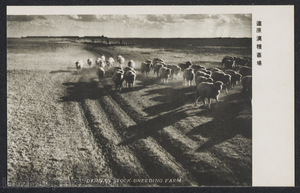 图片[5]-Old photos of evidence of Japanese aggression against China: Postcard series of Manchuria Work-China Archive