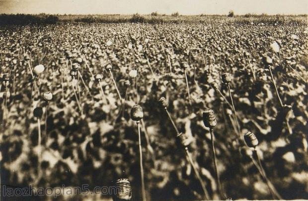 图片[6]-The old photo of Jixi in 1935, the style and features of the Tiger Forest and Xingkai Lake 80 years ago-China Archive