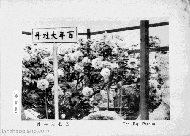 图片[19]-An overview of the Huangjia Garden in 1935 old photos of Shanghai (Part 1)-China Archive