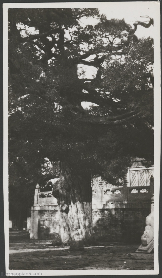 图片[3]-Old Pictures of Beijing in 1935 (8) Confucius Temple Imperial College in Beijing in the 1930s-China Archive