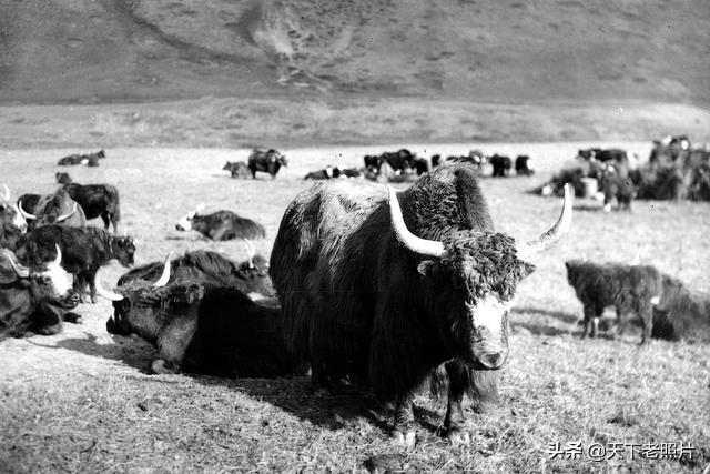 图片[6]-An old photograph of Kangding in Kangba Tibetan region in 1930, taken by Arnold Heim-China Archive